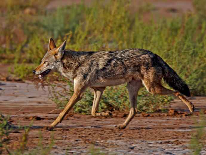 犬科:犬亚科犬属之金豺、黑背豺(胡狼类) 犬科:犬亚科犬属之金豺、黑背豺(胡狼类)