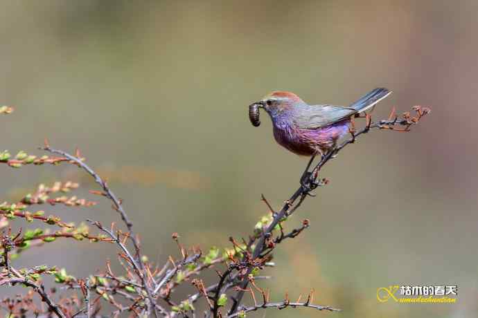 我与“花彩雀莺”的不解情缘