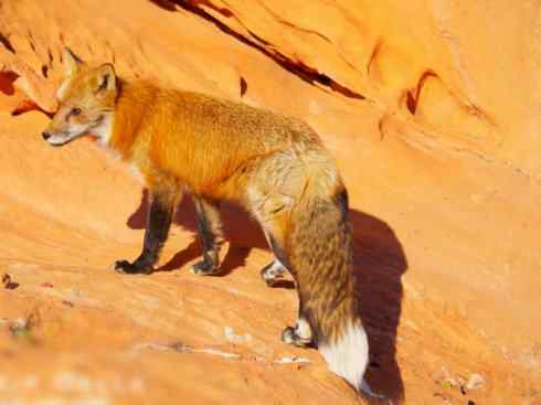 犬科：狐亚科狐属