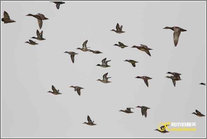 拍鸟不遇拍只鸭【照片】