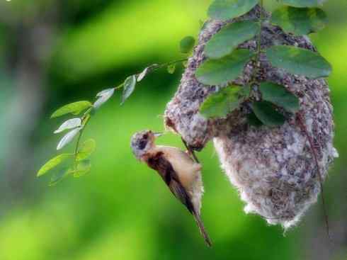 十大鸟类建筑师之二（织布鸟、维达雀）