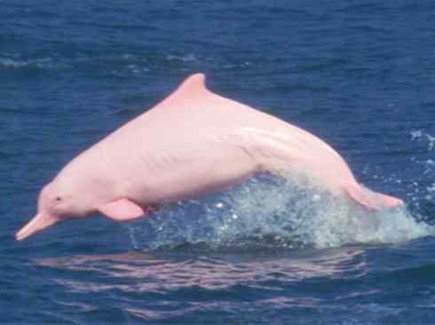 美人鱼：传说的兽原型探秘（海牛）