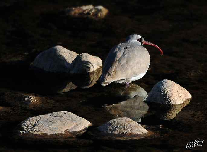 白河峡谷 wbr路 wbr鹮(huán wbr)嘴鹬(yù) 白河峡谷 wbr路 wbr鹮(huán wbr)嘴鹬(yù)
