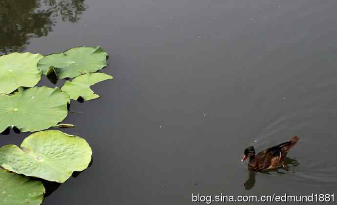 杭州西溪湿地拍菜鸟