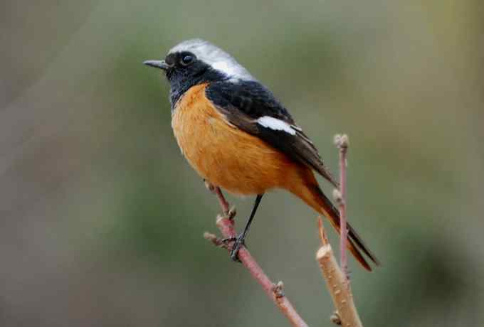 三只小鸟 wbr满园春色