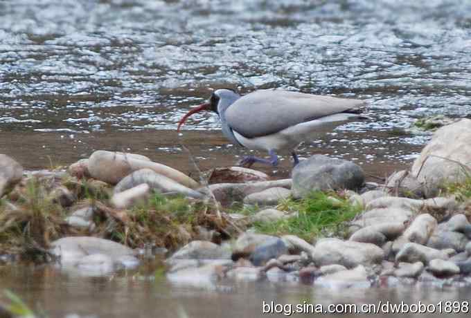 鹮嘴鹬-白河峡谷的精灵