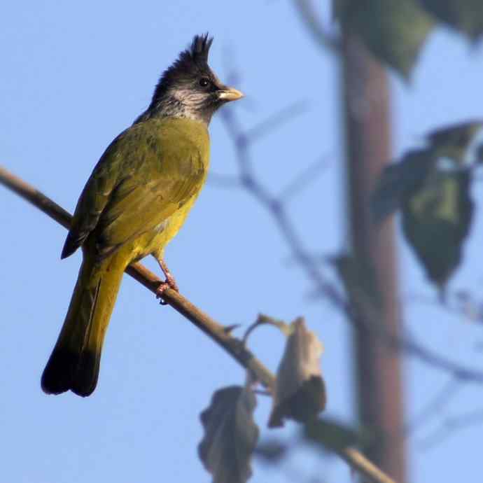 凤头雀嘴鹎吃红柿子