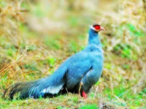 凤凰：传说中的鸟原型探秘（孔雀）