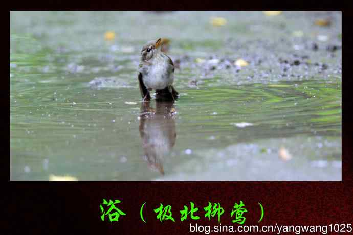 浴（极北柳莺）