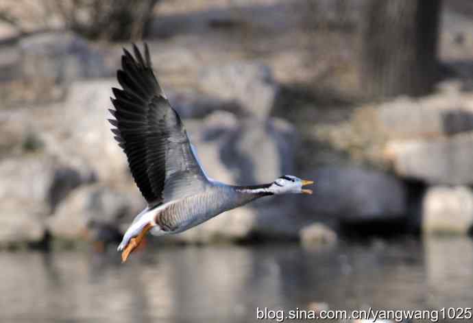 水面飞行的斑头雁