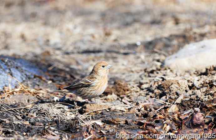 雌性北朱雀（1）