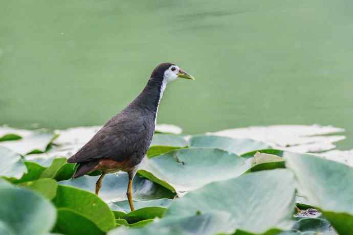 北漂的白胸苦恶鸟