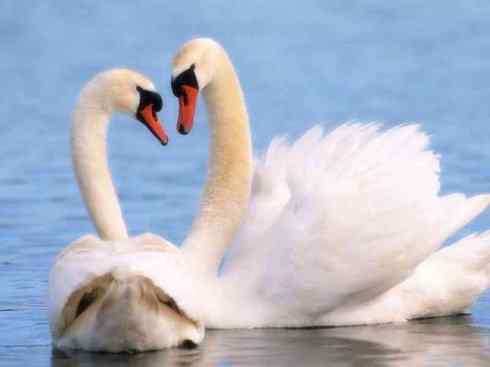 奇特的盔：黑颈天鹅