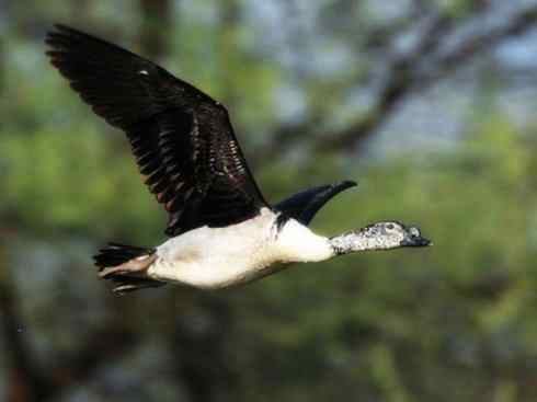 奇特的盔：瘤鸭