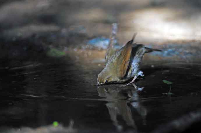 浴（雌性蓝歌鸲）