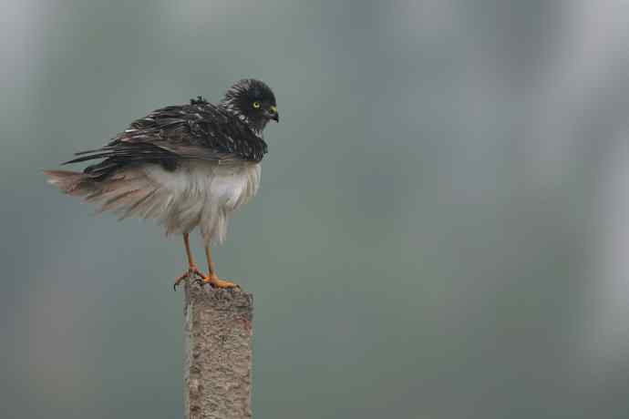 野鸭湖站桩的大鸟（偶尔飞版）