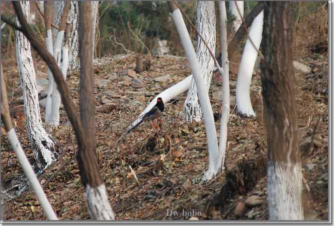 点击图片或使用键盘← →翻页