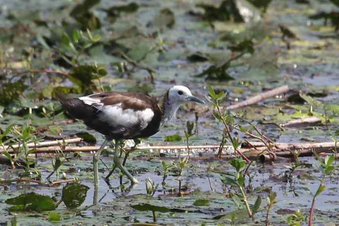 摄鸟拾趣（十八） wbr wbr水雉