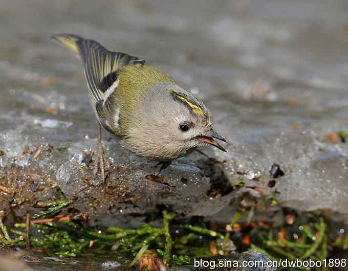 戴菊迎春 戴菊迎春