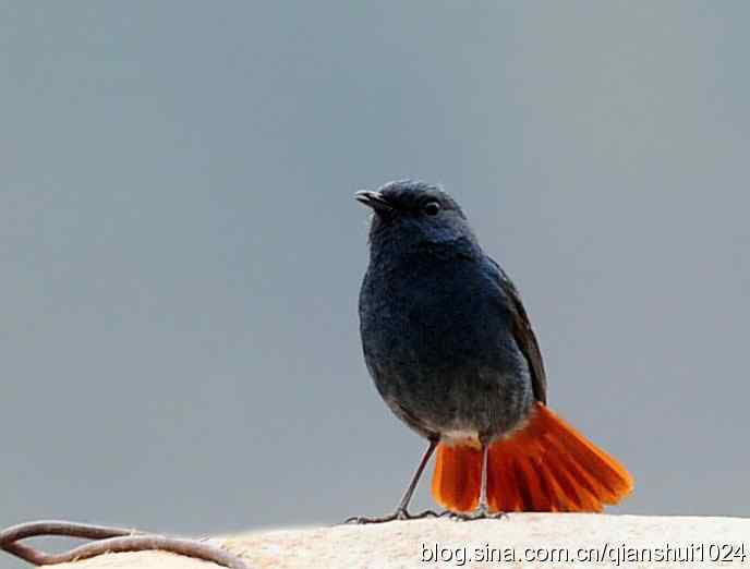 它可真能叫.十渡的红尾水鸲GG