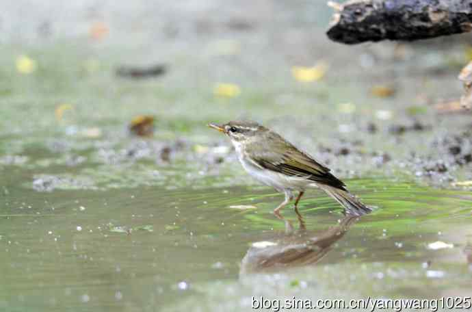 浴（极北柳莺）