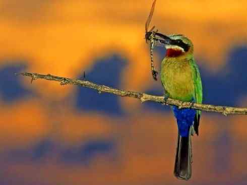 绝色攀禽：佛法僧目之蜂虎4