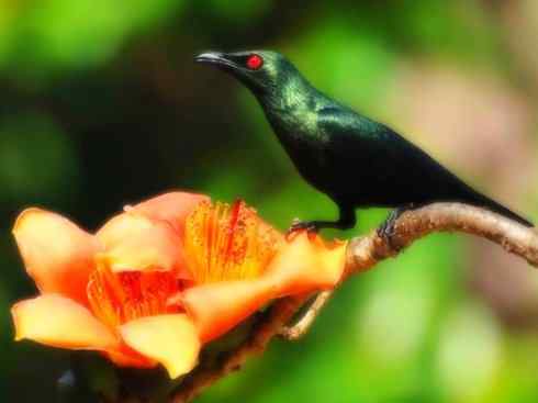 家禽驯化之源之二十三