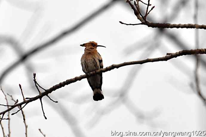随走随拍（自在悠闲的戴胜）
