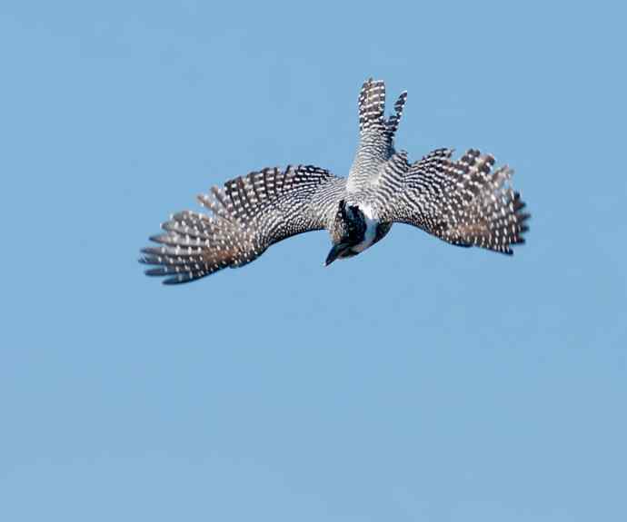 一次拍鸟会友的愉快经历