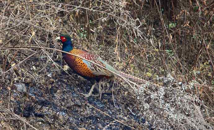 洋县两天观鸟,秦岭如此美妙! 洋县两天观鸟,秦岭如此美妙!