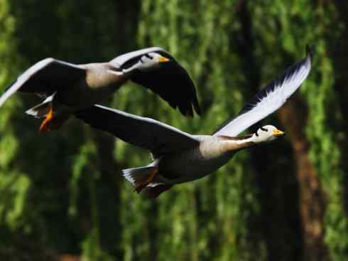 鸟类之最：高山兀鹫