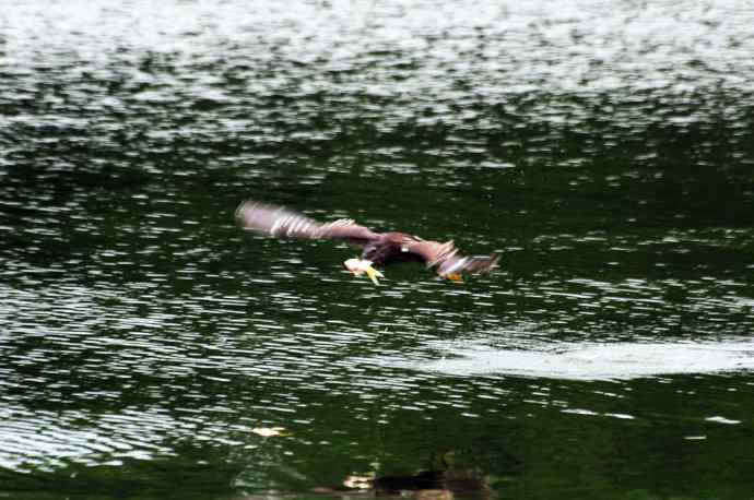 北海也有夜鹭飞（记实版）