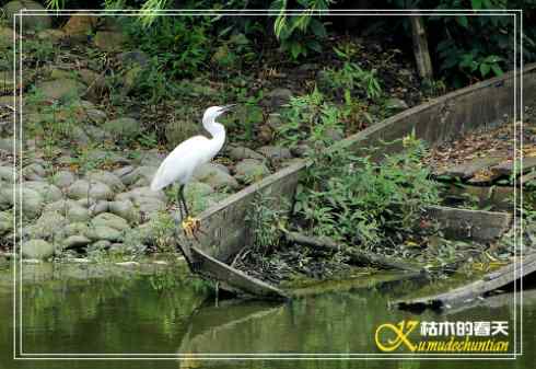 秋天-花-鸟【照片】