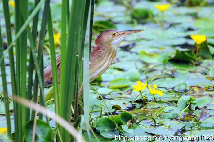 捕鱼的黄苇鳽（记实）4