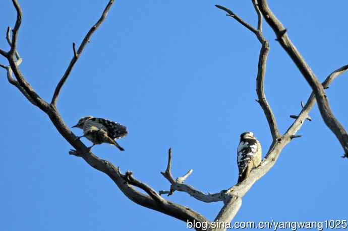 星头啄木鸟(亚种) 星头啄木鸟(亚种)