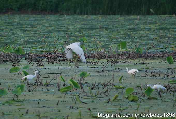 小白鹭的晚餐
