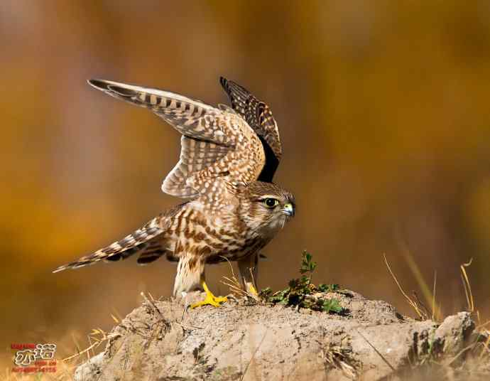 官厅水库 wbr路 wbr灵动的灰背隼 官厅水库 wbr路 wbr灵动的灰背隼