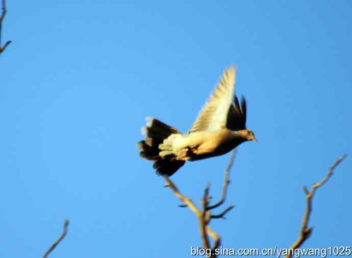 北京天坛公园的鸟类——杂片（随拍）1