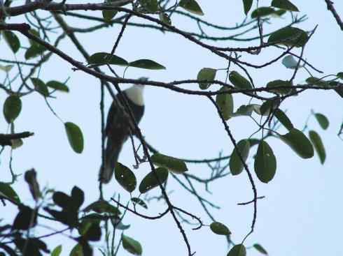 白头鸟系列：另类的美丽11（鸠鸽）