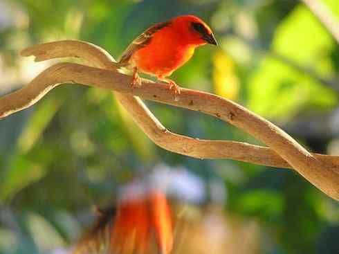极品红色鸟类：红艳织雀