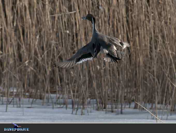 【新鸟】针尾鸭和白河湾的几只鸟