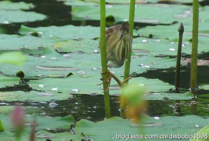 黄苇鳽--雅逸的小黄鹭