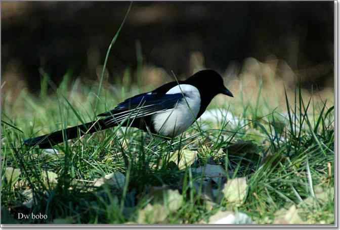 点击图片或使用键盘← →翻页