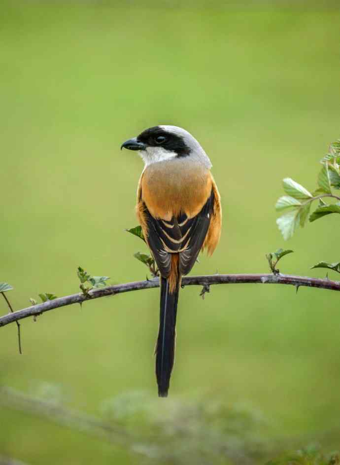 洋县朝圣鈥斺斉加鲎乇巢