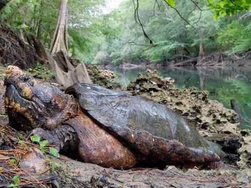 玄武：传说的兽原型探秘（鳄龟）