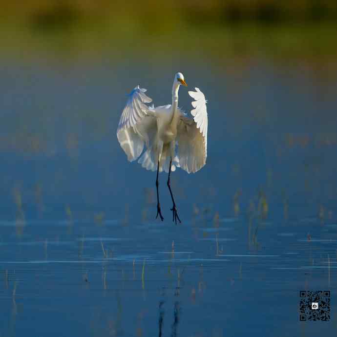 野鸭湖的大白鹭和白鹭