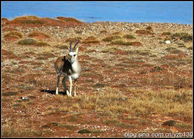坐上火车去拉萨5鈥斺敳卦纾ㄉㄗ橥迹