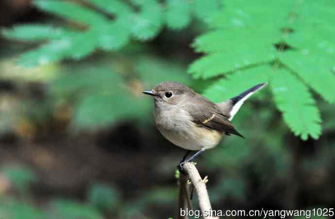 与您交流、沟通的红喉姬鹟 与您交流、沟通的红喉姬鹟