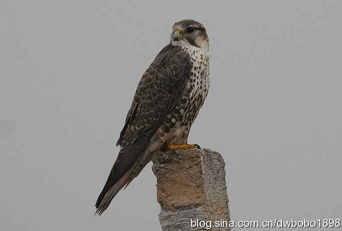 猎隼：国保二级猛禽