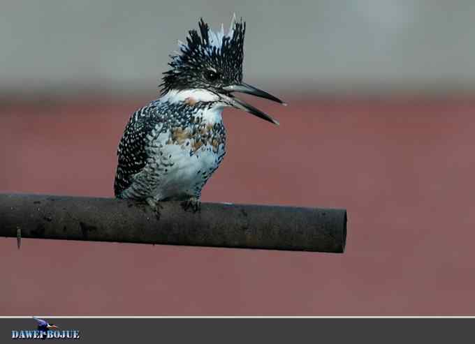 黑鹳和鱼狗 黑鹳和鱼狗
